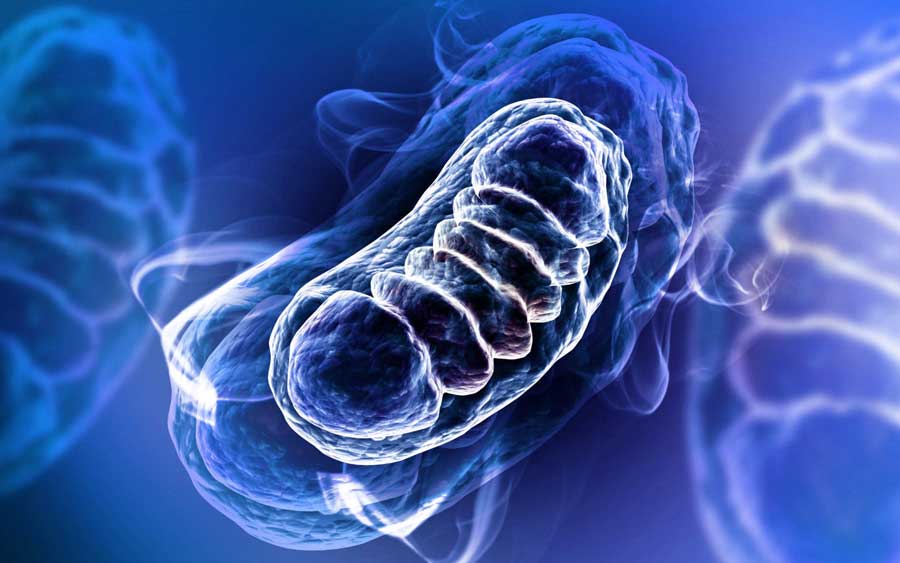 Mitochondrientherapie
