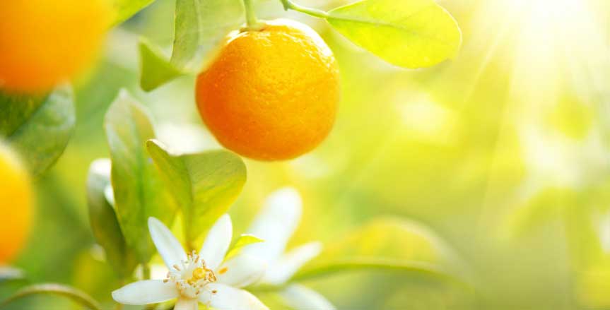 Orangenblüte